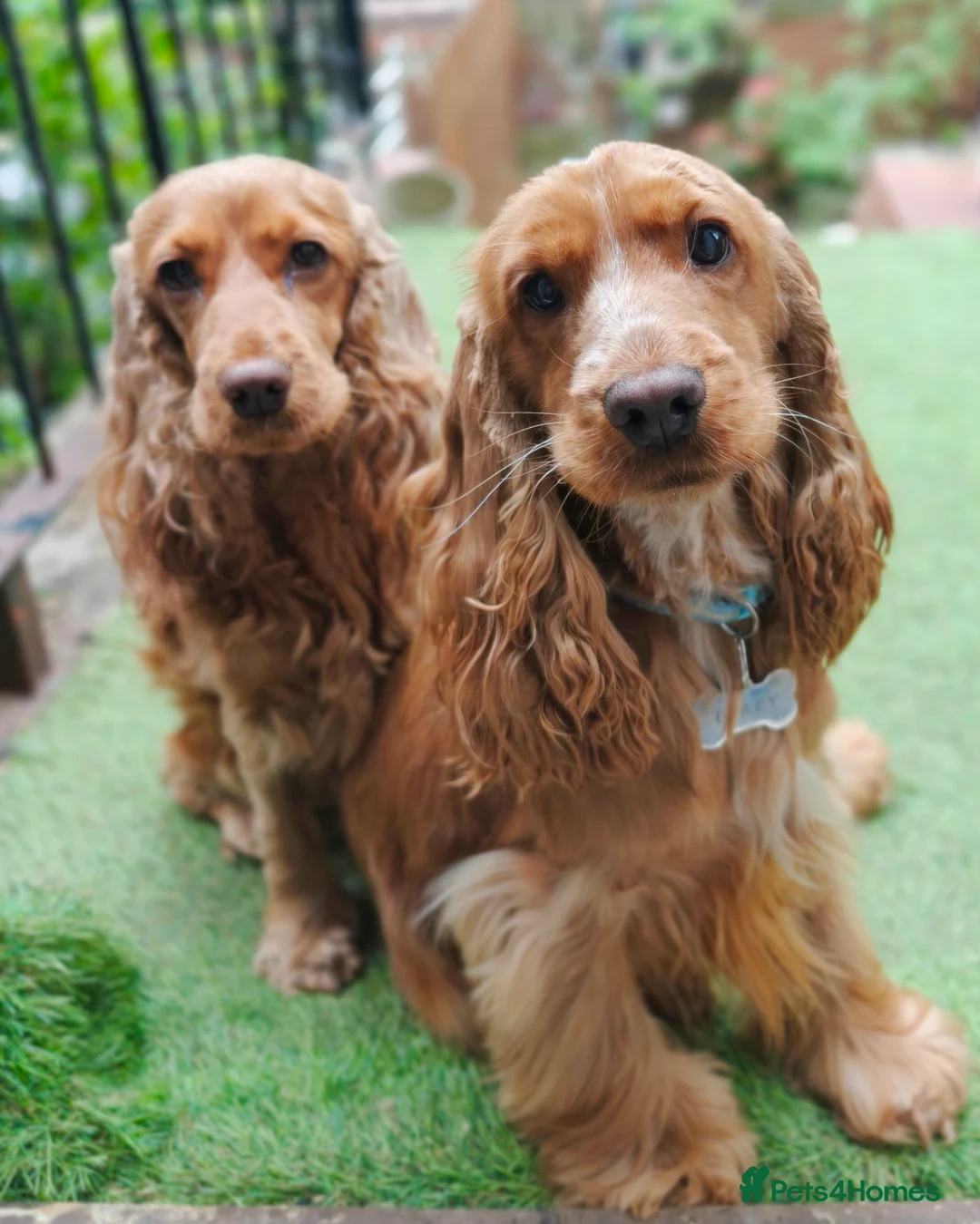 Cocker Spaniel dogs for sale: Two Cocker spaniel dogs. Girl and Boy - Advert 4
