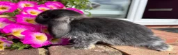 Mini Lop rabbits for sale: 6 mini lop babies RTL 10th September - Advert 7