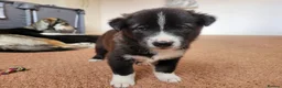 Mixed Breed dogs for sale: Husky Cross Puppies - Advert 19
