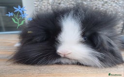 Mini Lion Lop rabbits for sale: Mini lion lops ready now 🥰 - Image 6