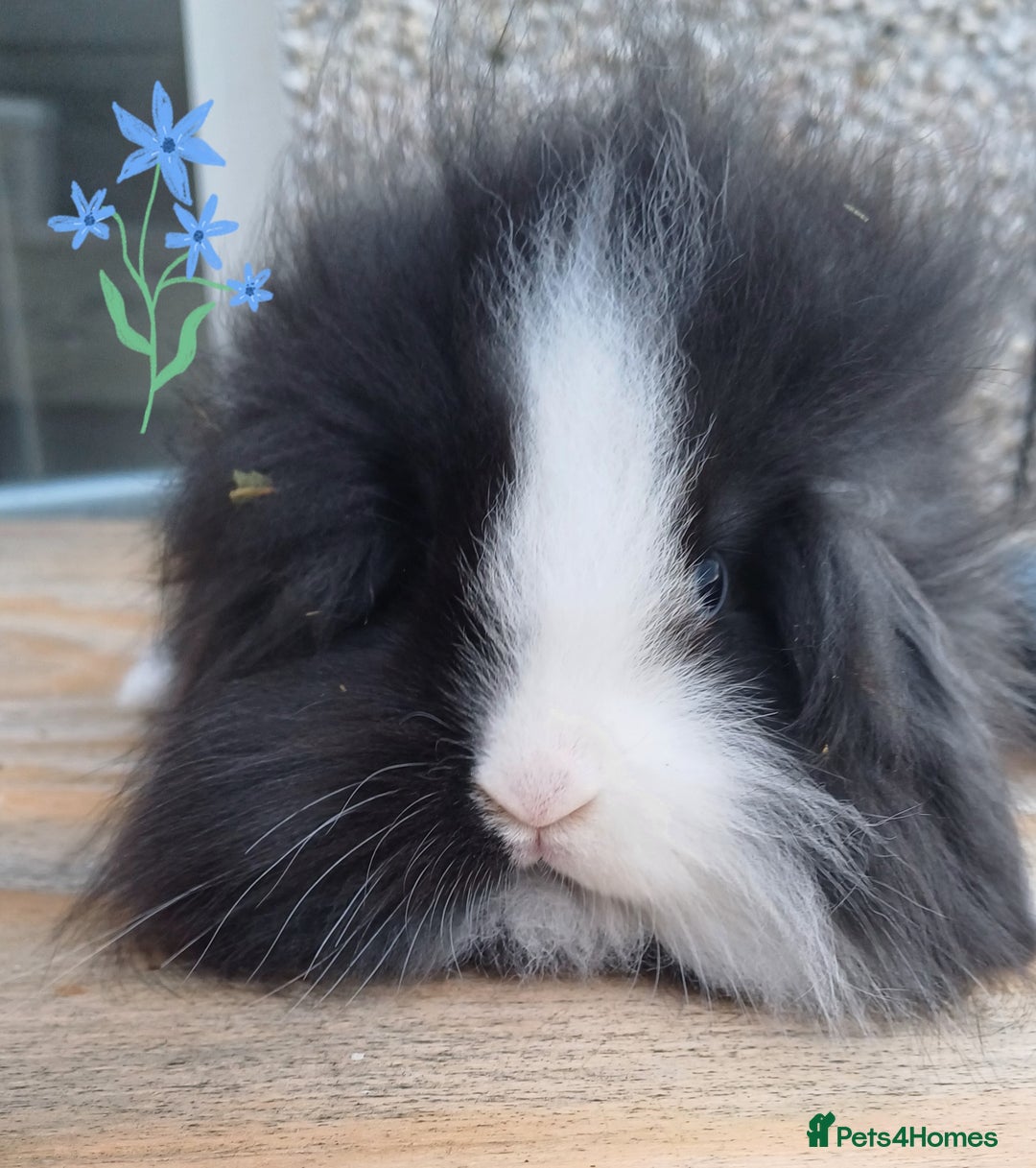 Mini Lion Lop rabbits for sale: Mini lion lops ready now 🥰 - Image 6