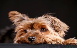 Yorkshire Terrier dogs for sale: Benny  - Image 3