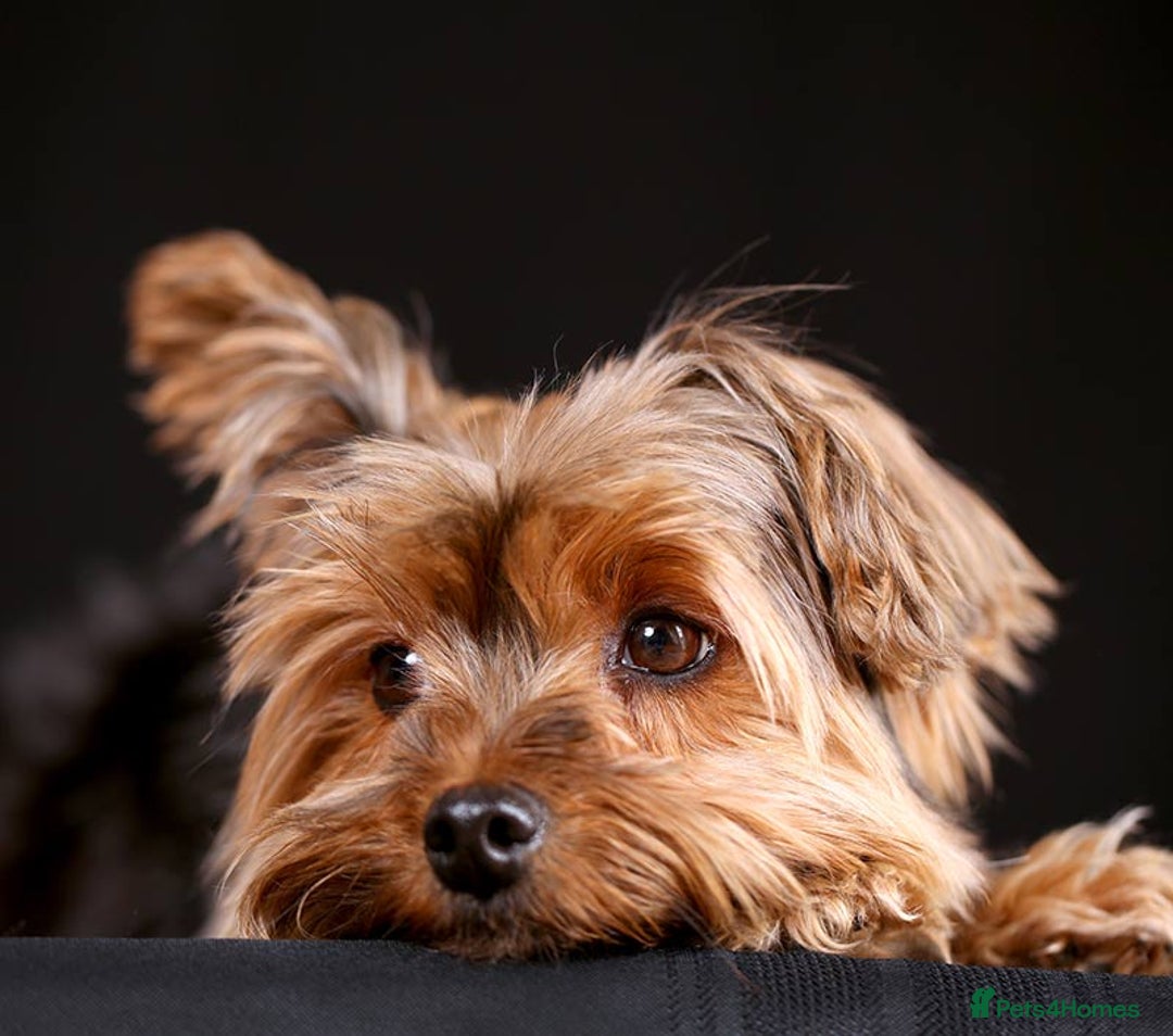 Yorkshire Terrier dogs for sale: Benny  - Image 3