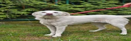 Mixed Breed dogs for adoption: ❤️BELLA❤️ Full of Love, Joy and Life - Advert 3