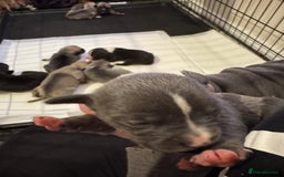 Mixed Breed dogs for sale: Staffordshire terrier puppies  - Image 1