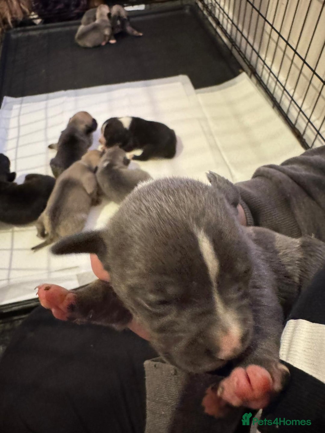 Mixed Breed dogs for sale: Staffordshire terrier puppies  - Image 1