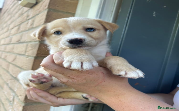 Mixed Breed dogs - Advert 1