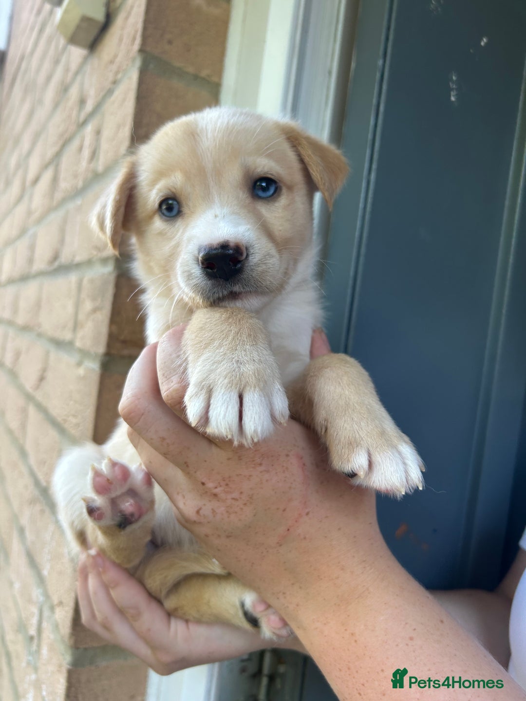 Mixed Breed dogs for sale: Huskador puppy’s!  - Image 1