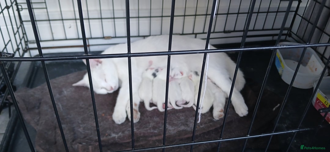 European cats for sale: Cats  - Image 10