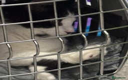Norwegian Forest Cat cats for sale: Kitten with full set up - Image 8