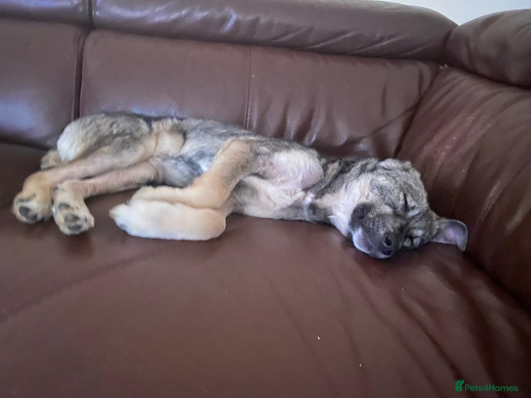 Mixed Breed dogs for adoption: Roona  - Image 3