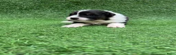 Australian Shepherd dogs for sale: Australian Shepherd Puppies  - Advert 12