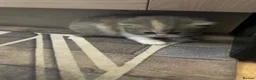 Persian cats for sale: Absolutely stunning Persian chinchilla kittens  in Oldham - Advert 7