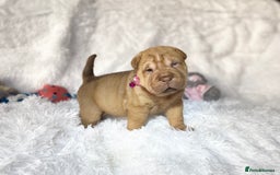 Shar Pei dogs for sale: ⭐️Quality Shar pei puppies for sale⭐️ - Image 14