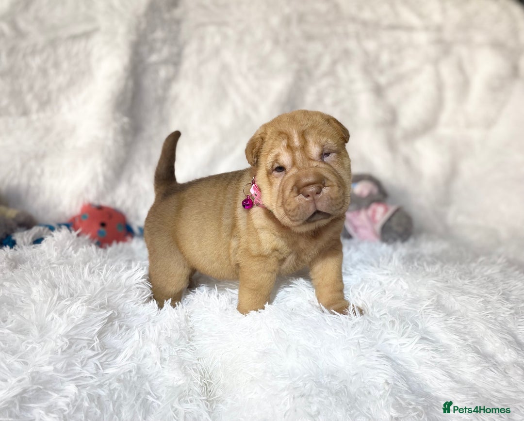 Shar Pei dogs for sale: ⭐️Quality Shar pei puppies for sale⭐️ - Image 14