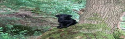 Labrador Retriever dogs for sale: WORKING BLACK LABRADOR PUPPIES-DRAKESHEAD LINE - Advert 9