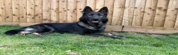 German Shepherd dogs for sale: KC registered German Shepard  in Dunmow - Advert 6