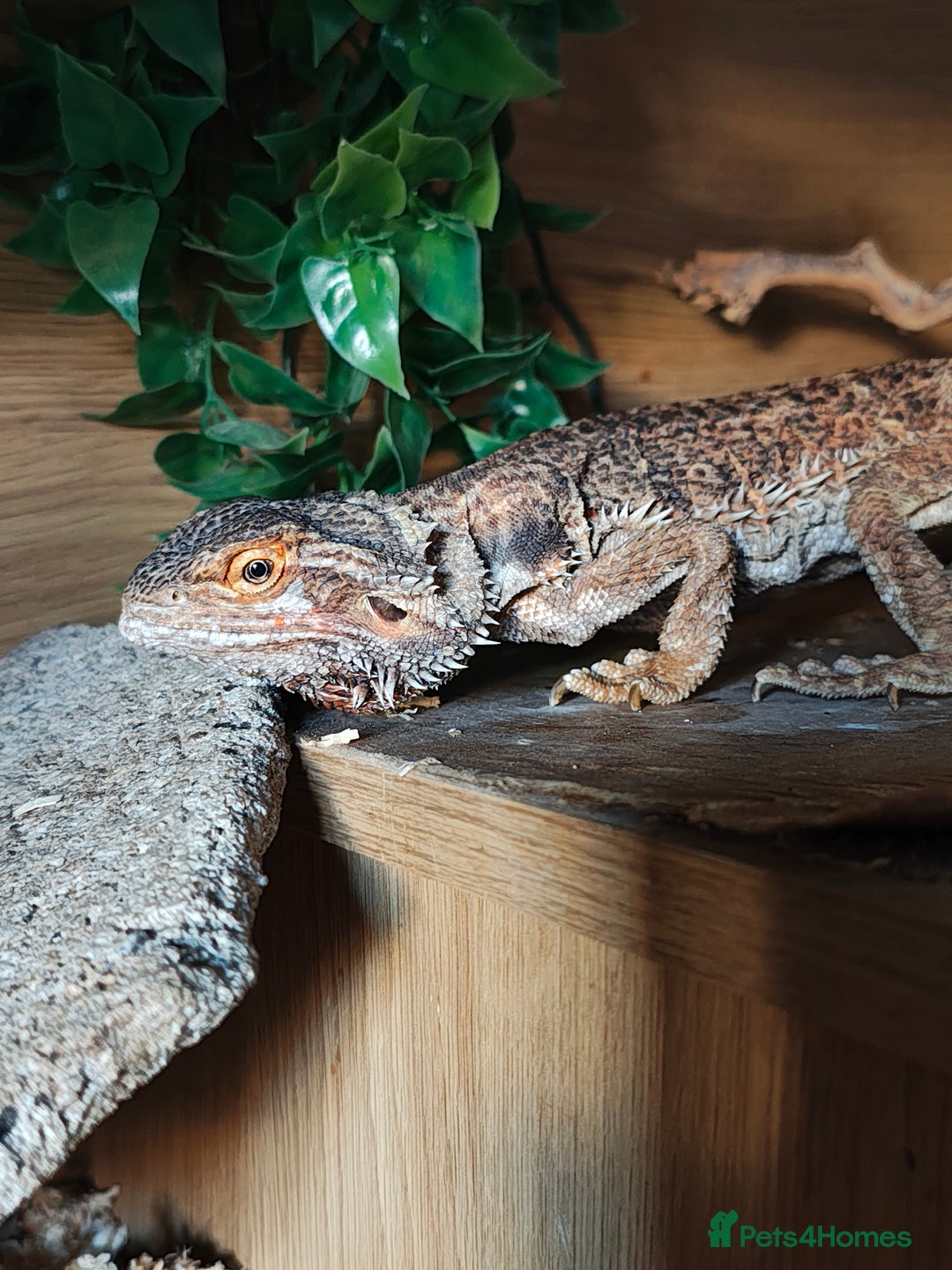 Bearded Dragon reptiles for sale: Female Beardie & Full Set Up - Image 3