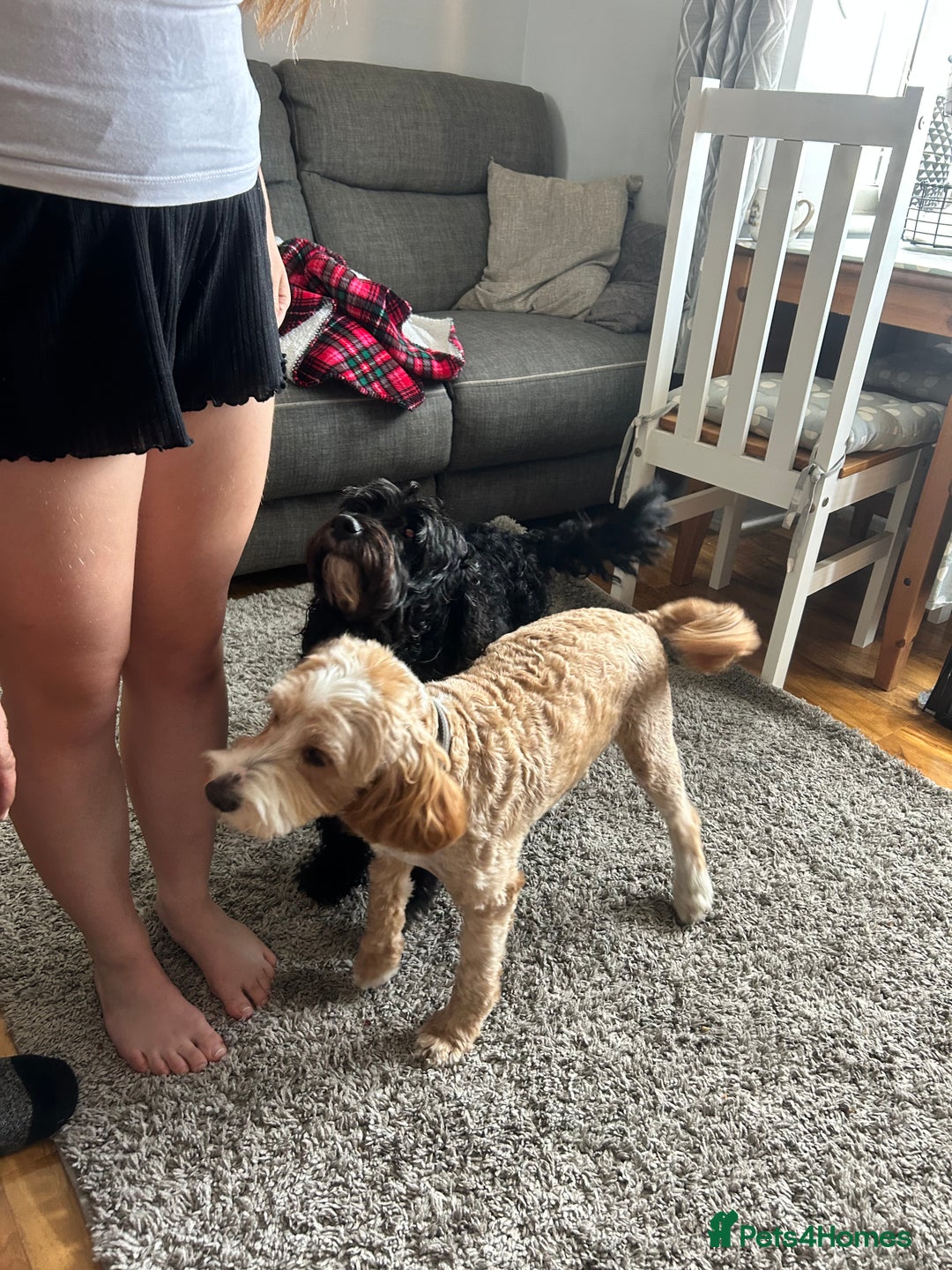 Cockapoo dogs for sale: 1 beautiful cockapoo puppy for sale  - Image 8