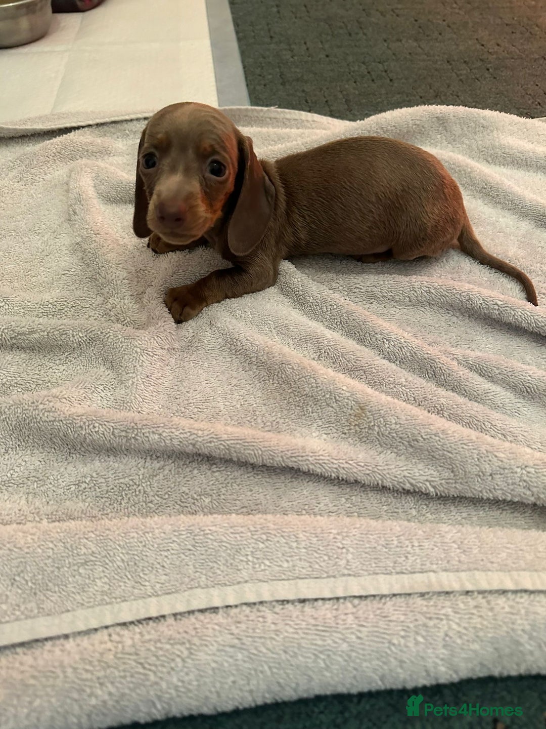 Miniature Dachshund dogs for sale: Miniature dachshunds - Advert 9