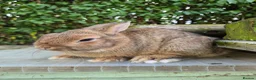 Netherland Dwarf rabbits for sale: 2 Young Netherland dwarf buck for sale £40 each  - Advert 3