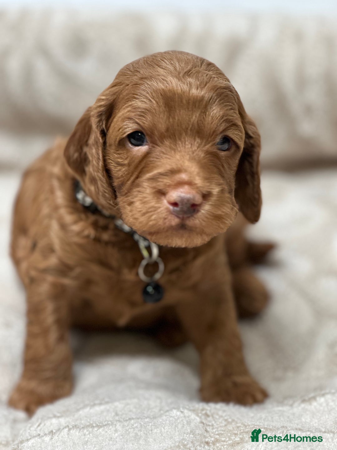 Cockapoo dogs for sale: Red Mini Cockapoo Puppies-Ready - 14 of January  - Advert 25