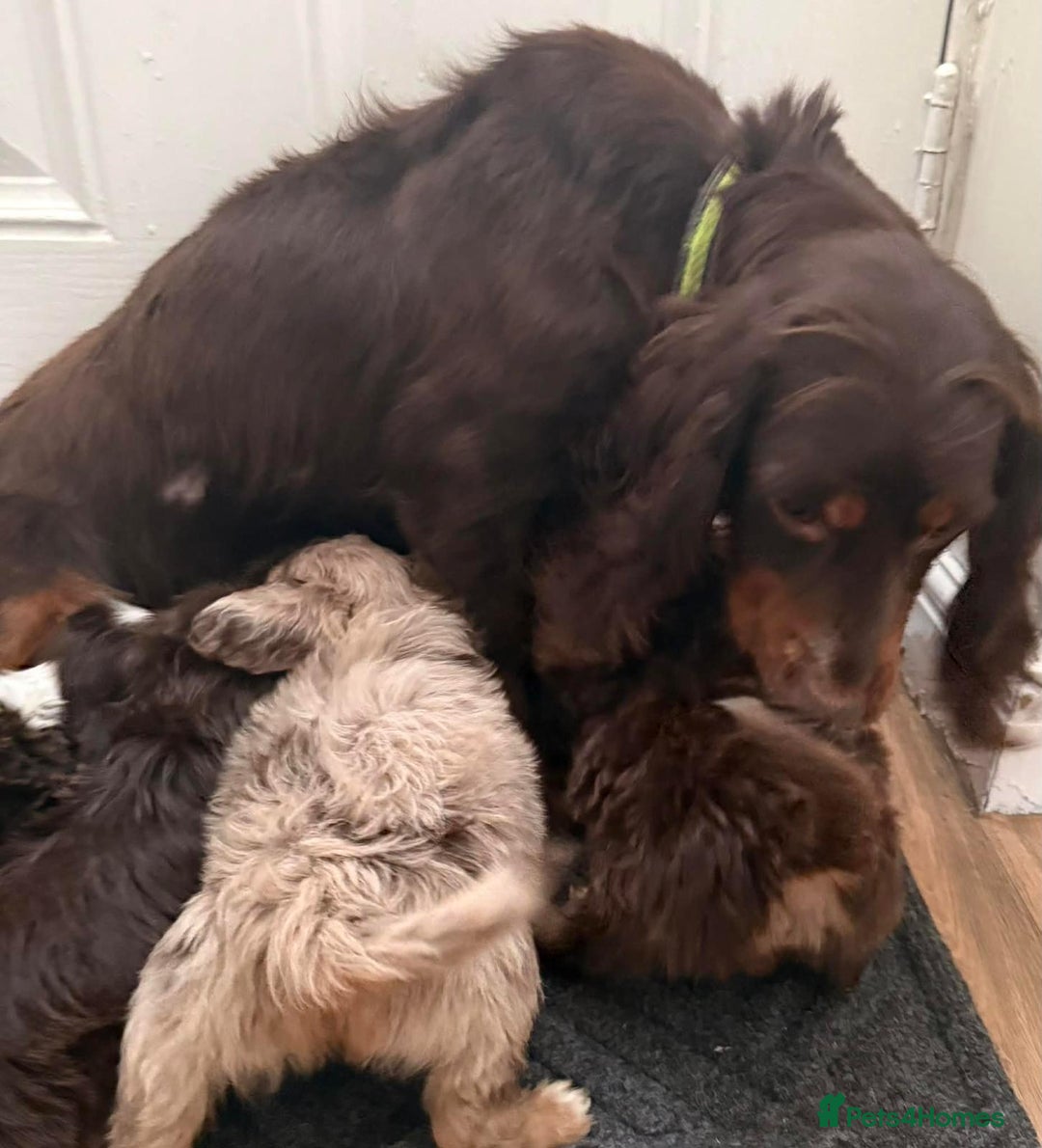 Cockapoo dogs for sale: Outstanding puppies are ready go to  - Advert 2