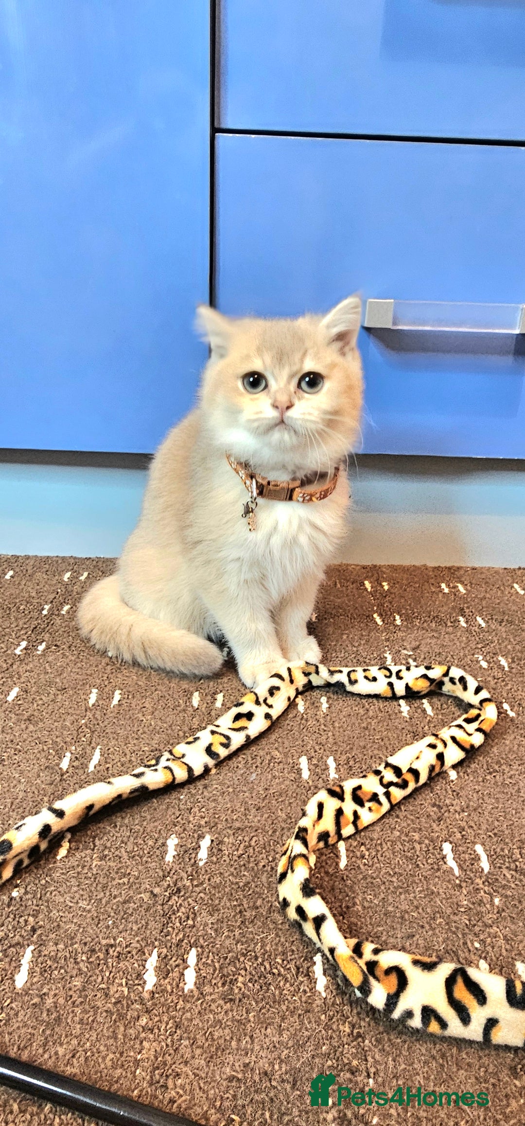 British Shorthair cats for sale: BSH GOLDEN KITTENS - Advert 30