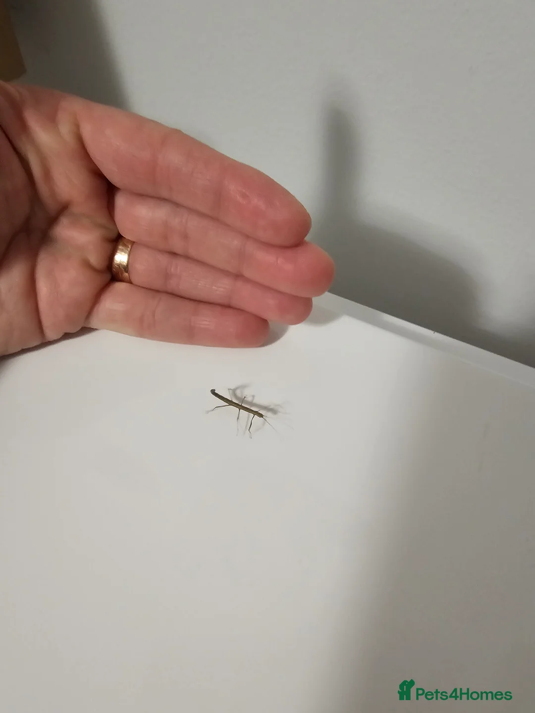 Stick Insects invertebrates for sale: Indian Stick Insects - Advert 8