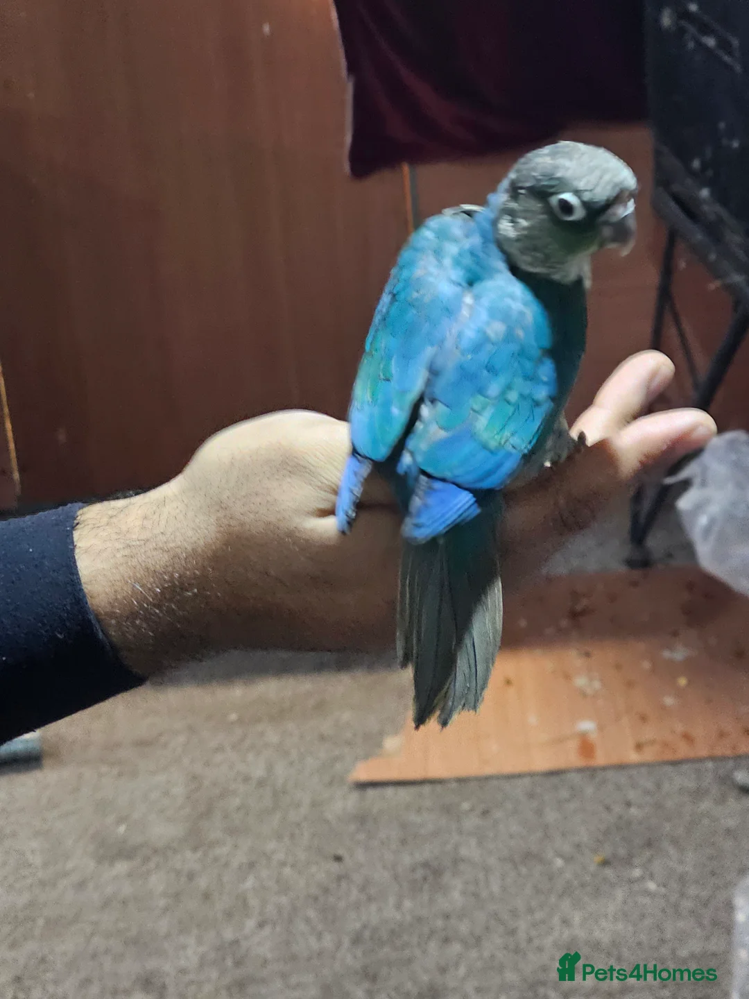 Conures birds for sale: Green cheek conuere in Birmingham - Advert 5