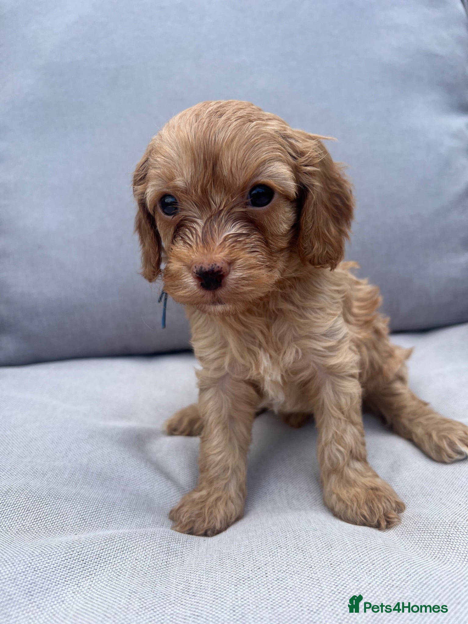 Cavapoo dogs  1 beautiful cavapoos left ready in July 🐶🐶 - Advert 1