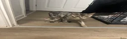 Bengal cats for sale: Gorgeous Bengal kittens  in Cambridge - Advert 10