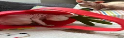 Sphynx cats for sale: Canadian Sphynx kittens READY NOW - Advert 18