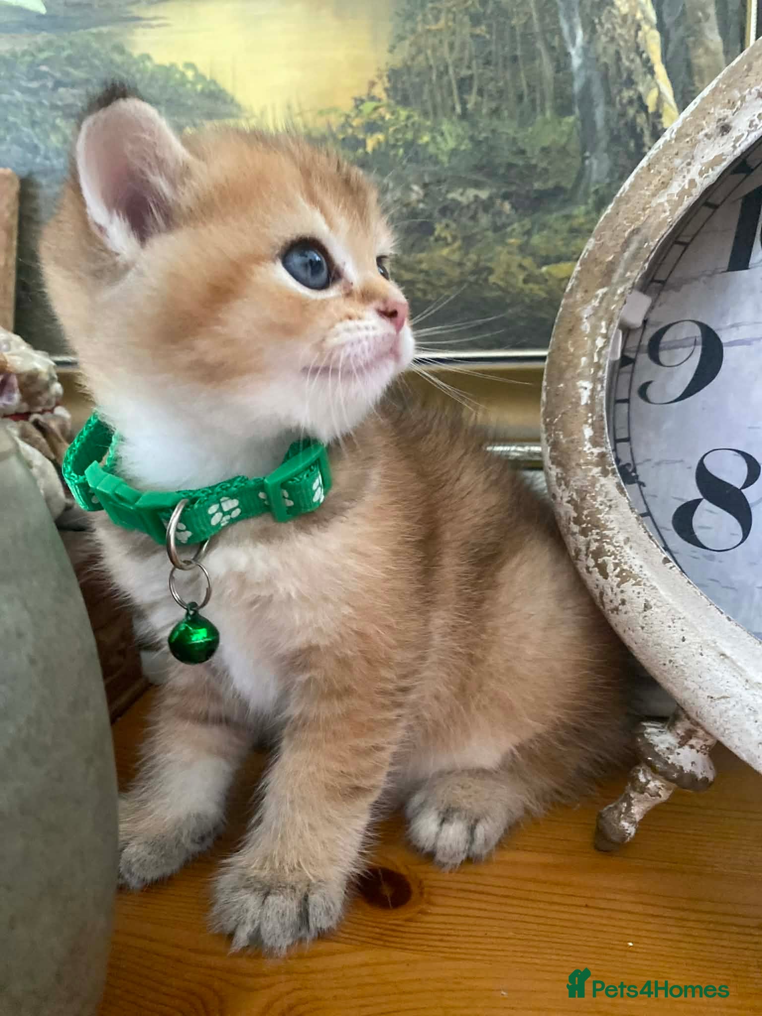 British Shorthair cats British shorthair kittens  - Advert 16