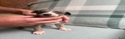 Whippet dogs for sale: Exceptional litter of KC whippets  in Shrewsbury - Advert 18