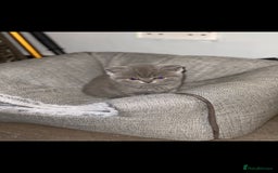 British Shorthair cats for sale: Beautiful Blue British Shorthair Kittens - Image 1