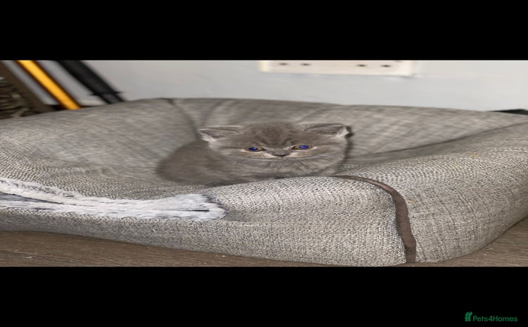 British Shorthair cats - Advert 8