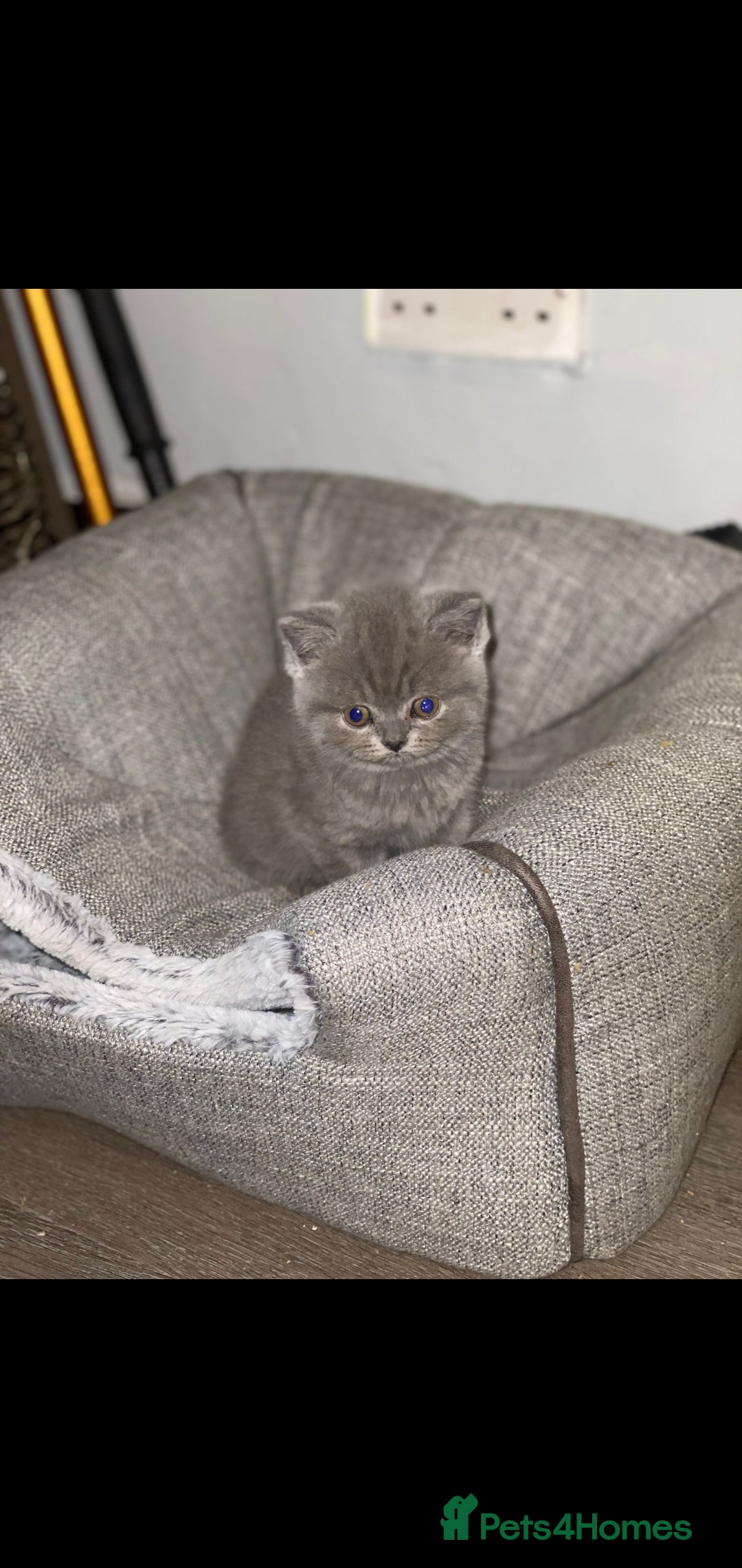 British Shorthair cats for sale: Beautiful Blue British Shorthair Kittens - Image 1