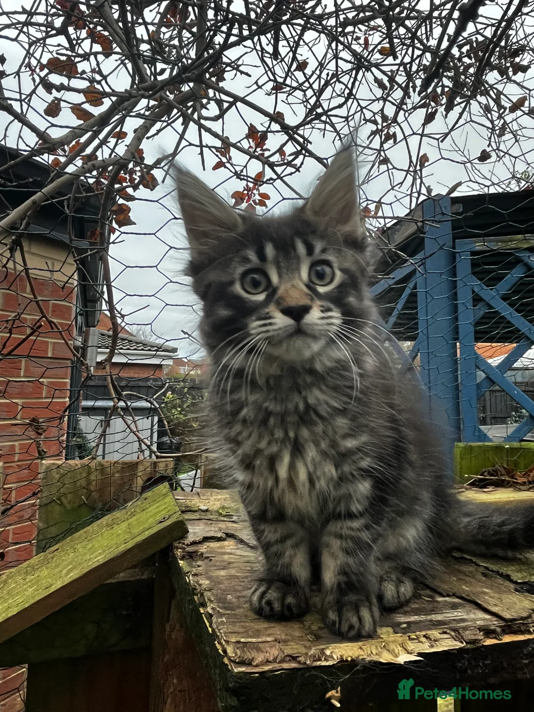 Maine Coon cats for sale:  Pedigree Maine Coon kittens - Advert 38