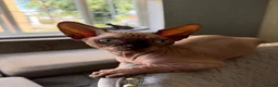 Sphynx cats for sale: Outstanding Sphynx Boy  - Advert 5