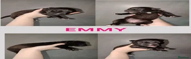 Emmy