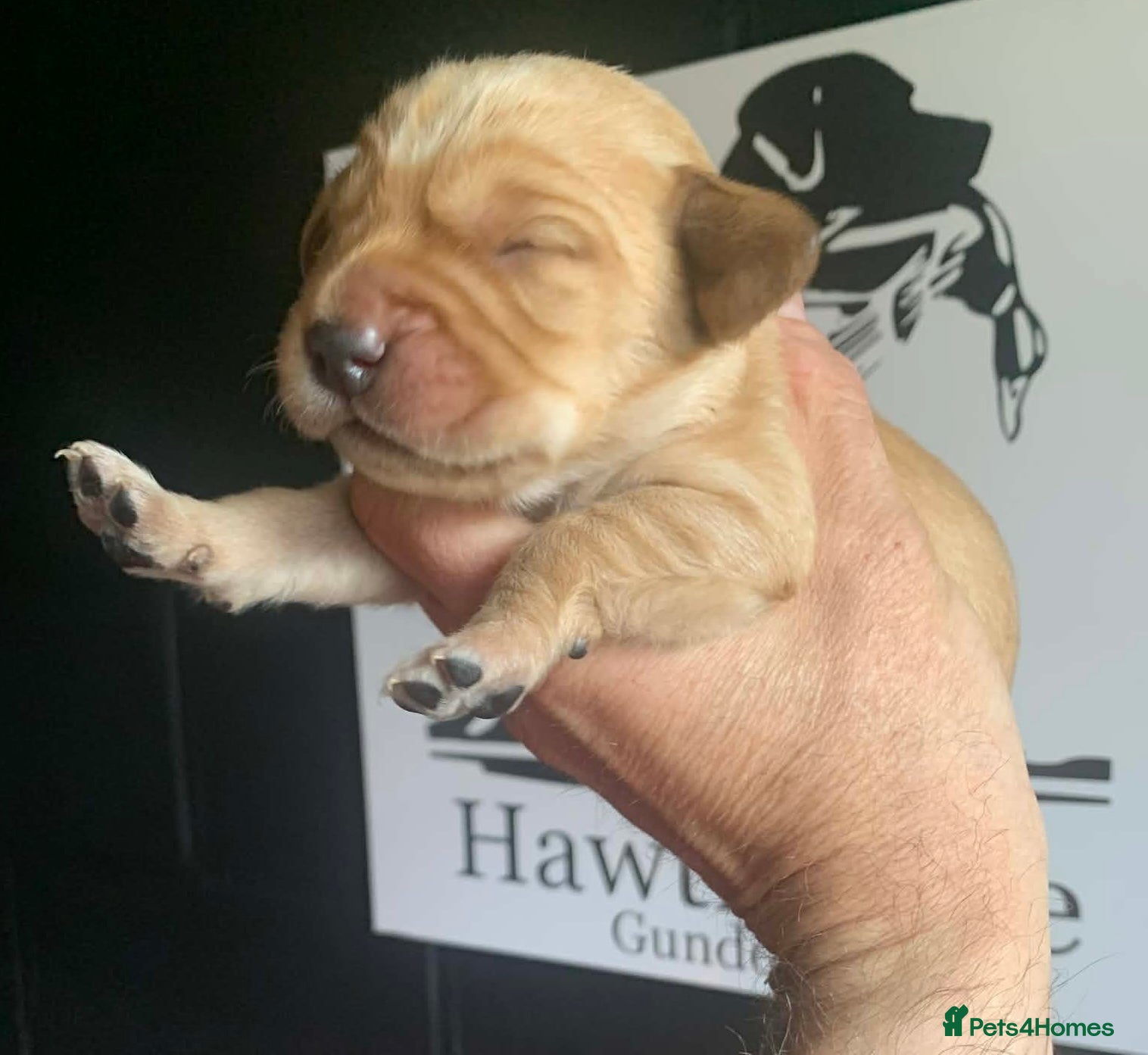 Cockerdor dogs F1 Cockerdor Puppies  - Advert 2