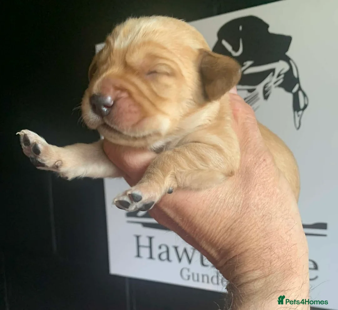 Cockerdor dogs for sale: F1 Cockerdor Puppies  - Advert 1