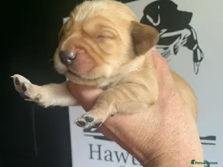 Cockerdor dogs F1 Cockerdor Puppies - Advert 2