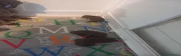 Shih Tzu dogs for sale: Shih tzu  - Advert 26