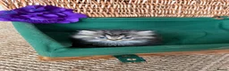 British Longhair cats for sale: Adorable British Shorthair Teddy Kittens - Advert 12