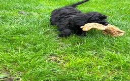 Cockapoo dogs for sale: Beautiful miniature Teddybear Cockapoo  puppies  - Image 21