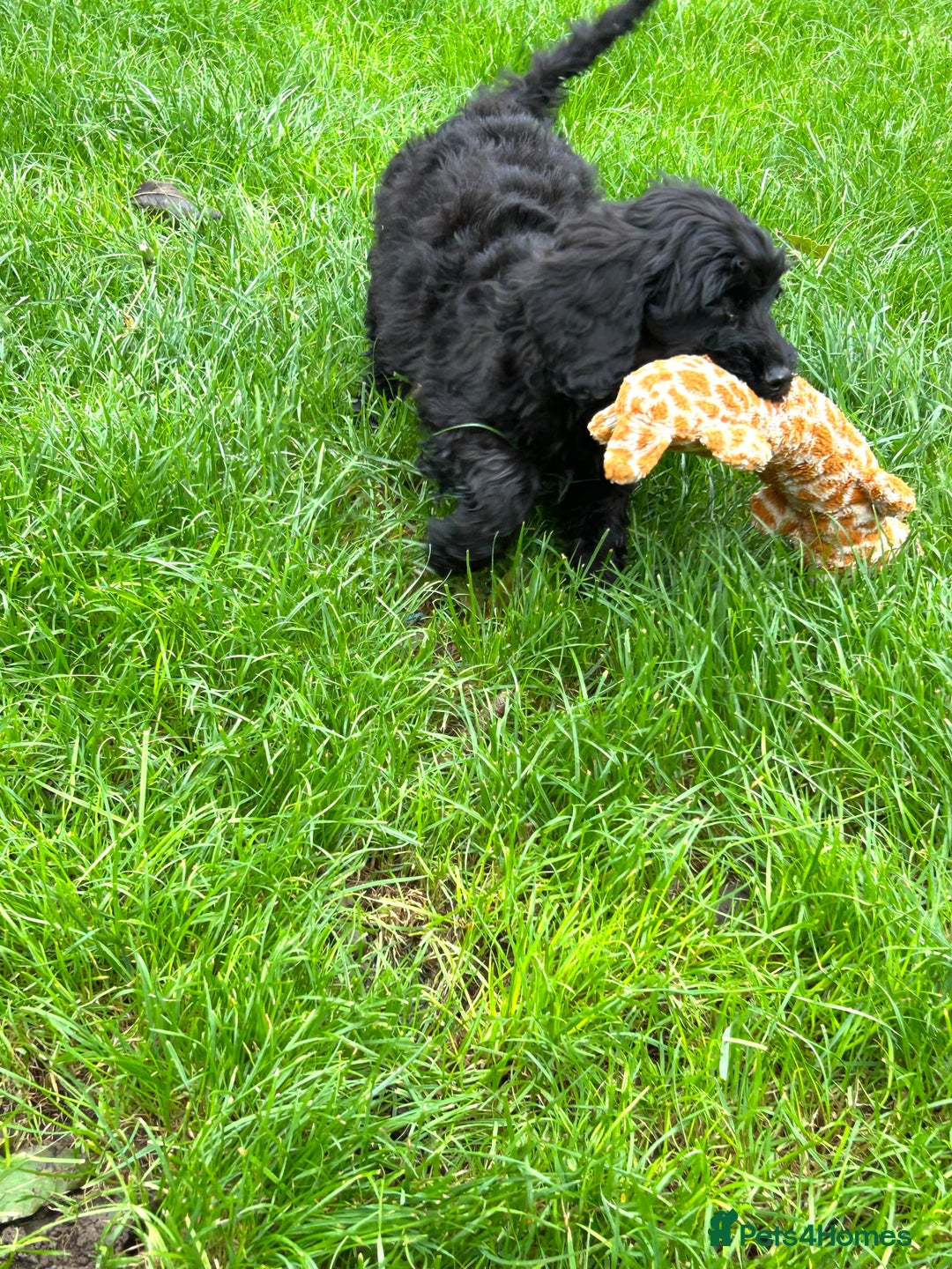 Cockapoo dogs for sale: Beautiful miniature Teddybear Cockapoo  puppies  - Image 21