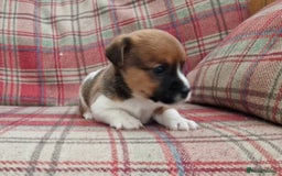 Jack Russell dogs for sale: Traditional Jack Russell Pups DNA Health Tested  - Image 34