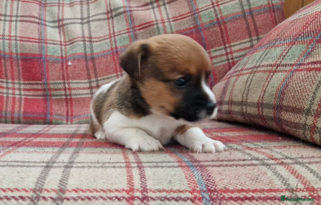 Jack Russell dogs for sale: Traditional Jack Russell Pups DNA Health Tested  - Image 34